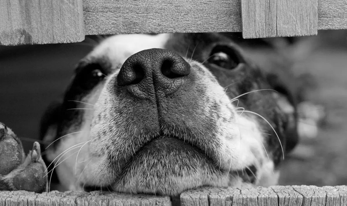 Cínica Veterinaria Alguer - Ventajas de la esterilizacion en perros y gatos